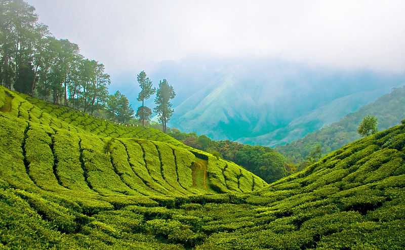 munnar-tour-packages