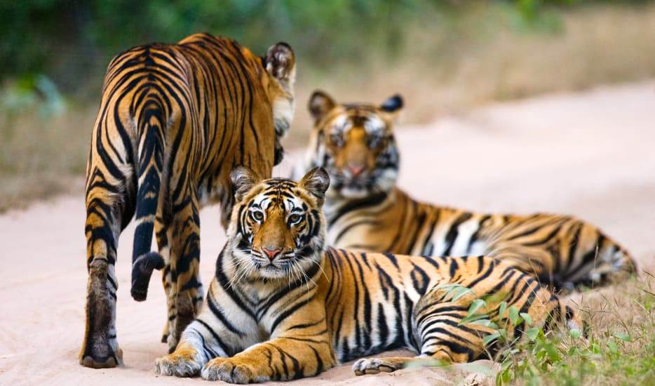 ranthambore-tour-packages