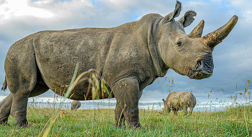 kaziranga national park