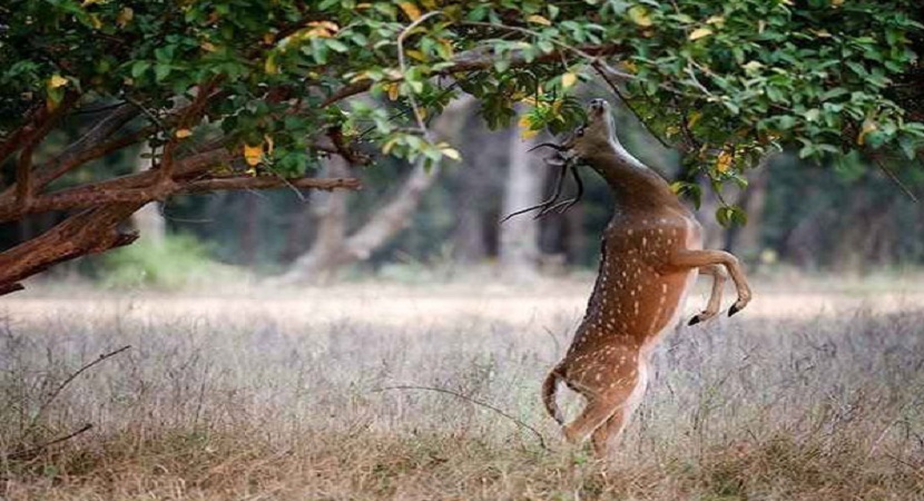 bandhavgarh