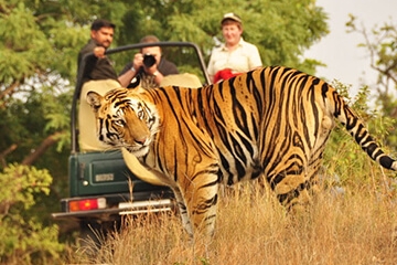 4 Days - Ranthambore Tour from Delhi