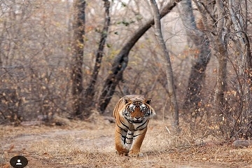 4 Days - Ranthambore Tour from Jaipur