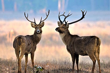 3 Days - Ranthambore Safari Package