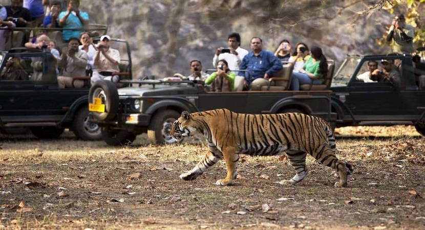 3 Days - Ranthambore Safari Package