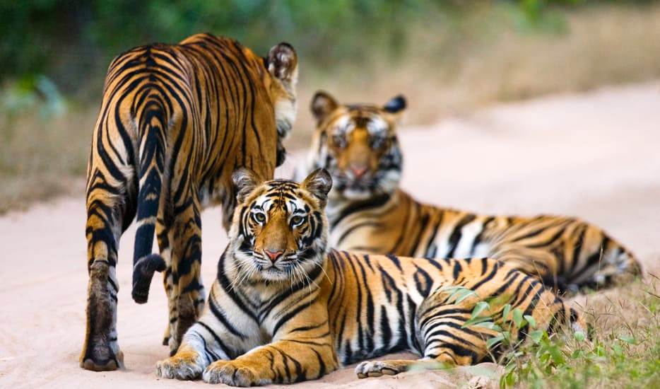 5 Days - Jim Corbett Tour