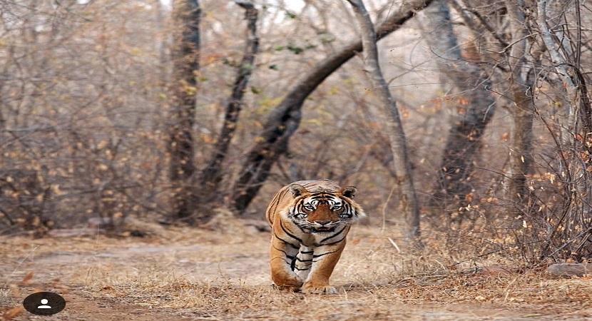 5 Days - Jim Corbett Tour